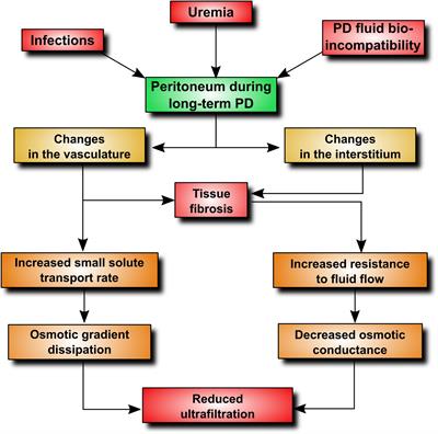 peritoneal dialysis frontiersin conclusions inflammation angiogenesis dysfunction